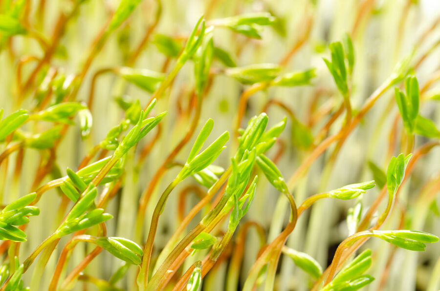 Fresh lentil microgreens